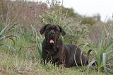 CANE CORSO 162